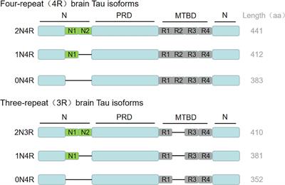 Tau protein plays a role in the mechanism of cognitive disorders induced by anesthetic drugs